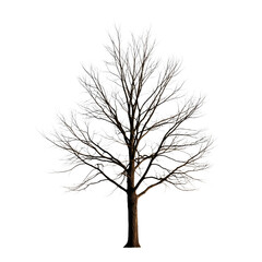 Obraz premium A beautiful winter tree with its branches covered in thick white snow isolated on transparent background.
