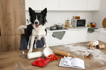Naughty Border Collie dog with mess on table in kitchen