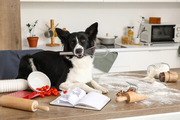 Naughty Border Collie dog with whisk and mess on table in kitchen