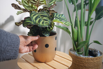 Hand placing a plant in a decorative pot on a wooden table