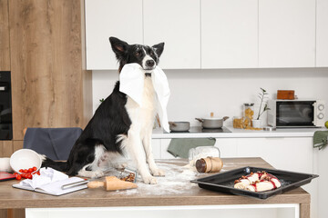 Naughty Border Collie dog with paper towels and mess on table in kitchen