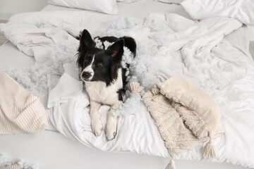 Naughty Border Collie dog with filling from torn pillow lying in bedroom
