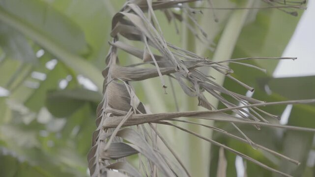 Dry Banana Leaf Hanging on Tree S-Log3