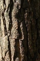 Close-up of rough textured tree bark in sunlight