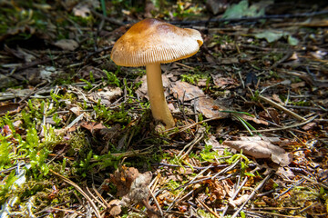 Single mushroom with ridged cap growing among pine needles, moss, and leaf litter on a sunlit forest floor