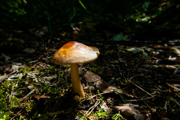 Single mushroom with ridged cap growing among pine needles, moss, and leaf litter on a sunlit forest floor