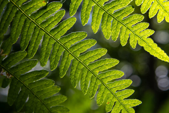Backlit close-up of green fern leaves in sunlight
