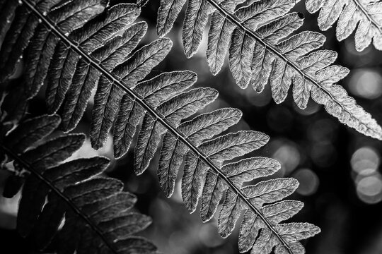 Black and white close-up of fern leaves backlit by sunlight