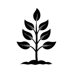 Silhouette a sprouting plant with leaves on growth seedling