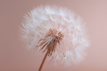 Fototapeta premium Fluffy white dandelion against soft beige pink backdrop