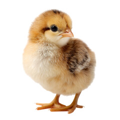 Obraz premium Adorable fluffy chick