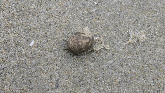 sea snail in the sand in coastal Maine