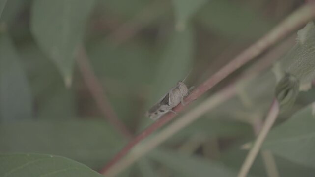 Brown Grasshopper Close-Up on Natural Surface S-Log3