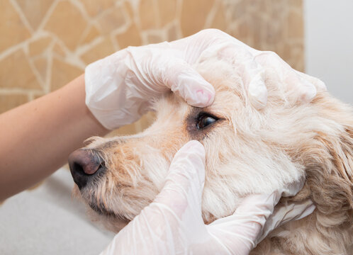 Veterinarian examining dog&rsquo;s eye during health check wearing latex gloves in veterinary clinic. Home care.