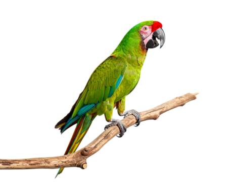  Expressive parrot with open beak perched on branch against soft pastel background