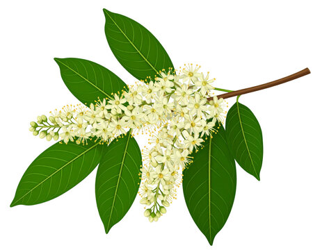 Fresh Bokul flower cluster with green leaves on natural branch, isolated on white