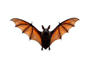 Flying Fox Majesty