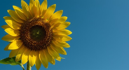 Naklejka premium Sunflowers in the sun