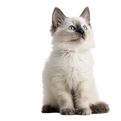 Adorable Ragdoll kitten with striking blue eyes.