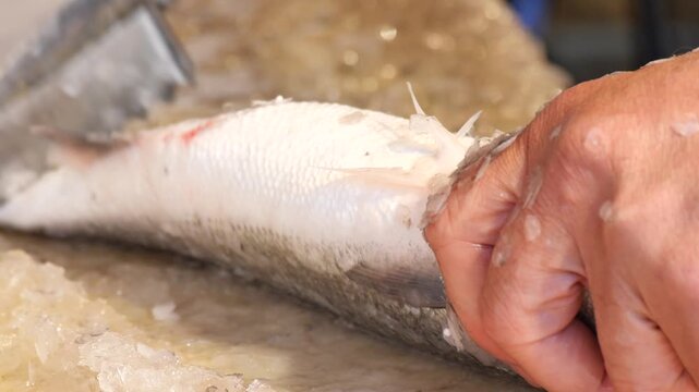 Demonstrating fish preparation skills in a busy kitchen - Powered by Adobe