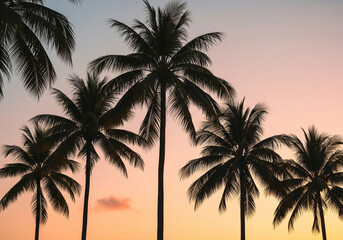 Palm trees silhouette at sunset tropical beach vacation travel destination summer background wallpaper nature sky