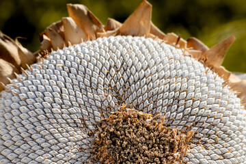 A macro close-up of a ripe sunflower head with white seeds
