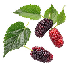 raspberries and blackberries