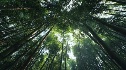 Fototapeta premium Lush Bamboo Forest View from Below Showcasing Vibrant Green Foliage and Tall Stalks Against Bright Sky