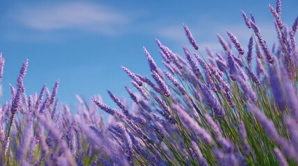 Vibrant Purple Lavender Field Under Blue Sky with Soft Clouds in Background for Tranquil and Serene Nature Scenes