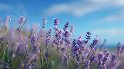 Vibrant fields of blooming lavender flowers under a bright blue sky with soft clouds in a serene natural landscape