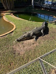 Crocodile at the zoo