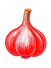 Vivid Red Garlic Bulb on Transparent Background Detailed Still Life Vegetable Culinary Ingredient Fresh Flavorful Natural Spice and Healthy Eating