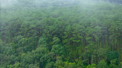 Aerial view of a misty green forest covered in morning fog, creating a serene and mysterious...