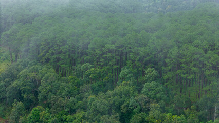 Aerial view of a misty green forest covered in morning fog, creating a serene and mysterious...