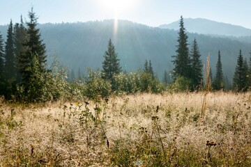 Mountain landscape. A morning meadow with dew-covered grass among a coniferous forest in the rays of the rising sun. © Province_photo