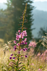 A blooming  fireweed (Epilobium angustifolium) in the morning sun, covered with dew droplets. Ergaki Nature Park