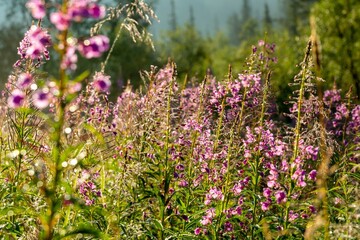 A blooming  fireweed (Epilobium angustifolium) in the morning sun, covered with dew droplets. Ergaki Nature Park