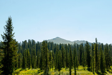 Mountain landscape. A mountain range towering over a coniferous forest. Ergaki Nature Park