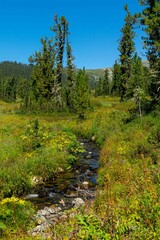 Obraz premium A stream flowing through a mountain meadow. Ergaki Nature Park