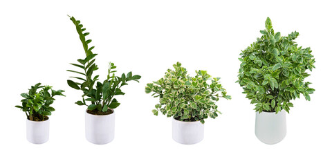 Collection ornamental trees and shrubs (ficus, fig) with colorful foliage. in clay pots for home and garden decoration. Total of 4 trees. (png) Isolated on white background. collage with herbs.