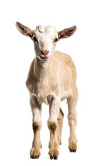Obraz premium Baby goat, front view