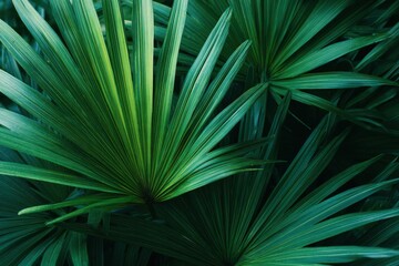 Green palm leaves background Close up for travel design