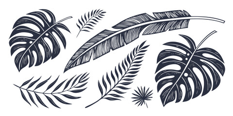 Collection of detailed black and white tropical plant leaves and feathers