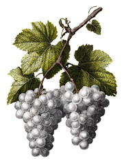 illustration of grapevine with grapes on transparent background