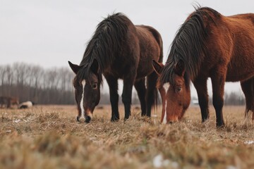 Fototapeta premium Horses feed on grass in a pasture