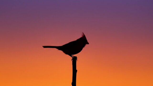 Silhouette bird on sunset post