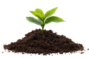 Young sprout emerging from rich soil