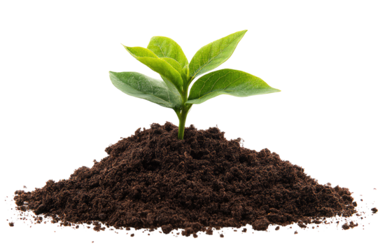 Young sprout emerging from rich soil