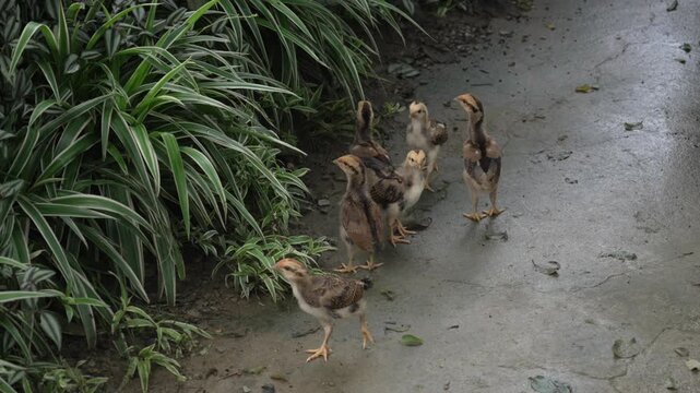 Shamo chicken cockerel flock fighting breed pack rural village birds Vietnam
