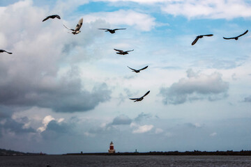 birds flying in the blue sky towards the lighthouse at sea